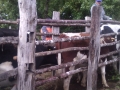 Operativo   Veterinario San Juan  Costa 2