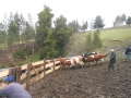 Operativo Veterinario Lafquelmapu Jardin