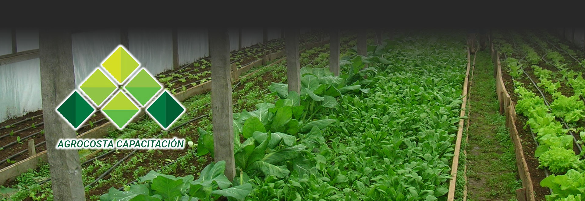 Agro Costa